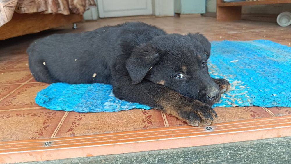 Щенки  (метисы).