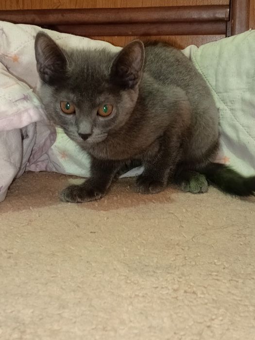 Отдам пушистика  в верные руки