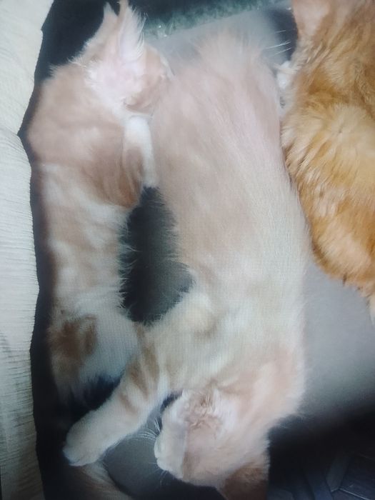 Мейн Кун продам.