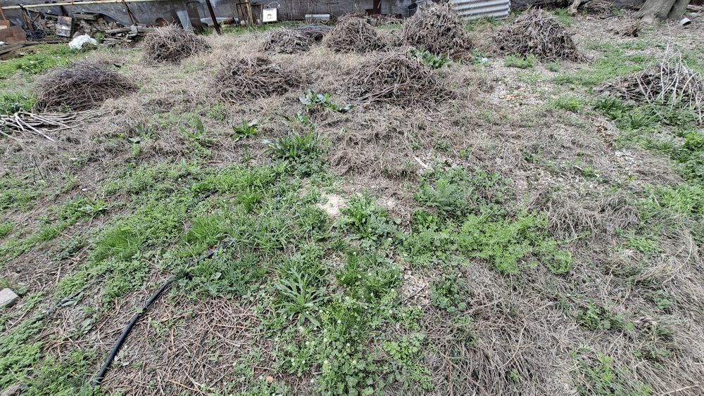 Отинла–дарахтла, дрова