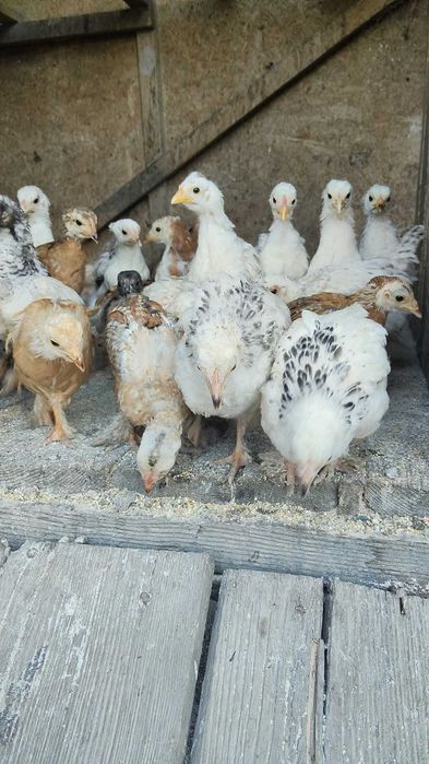 Puii de Casă.Au in jur de 2 luni