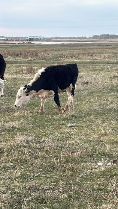 Продам молодяк !!