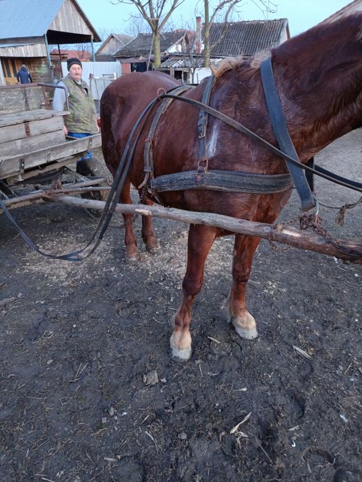 Vand iapă bună de căruță fără defecte mai multe detalii la Nr de telef