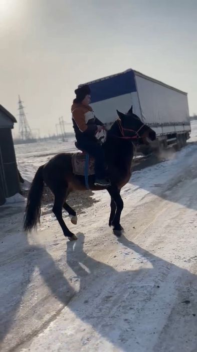 Айғыр сатылады, 8жасар