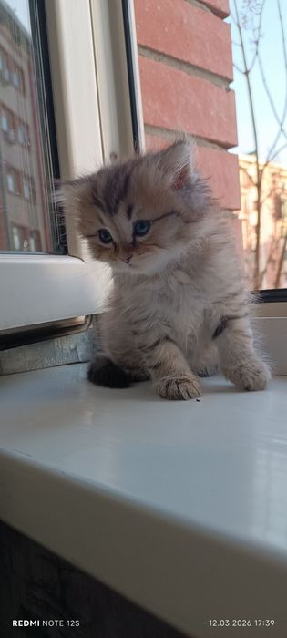 Scottish straight tabby