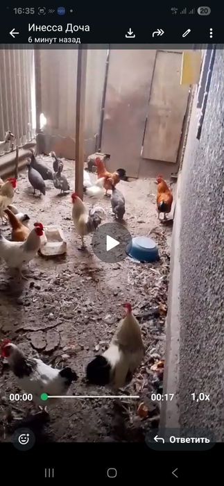 Продам  цыпарок  .