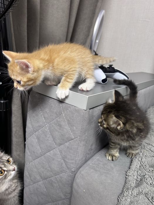 Котята, девочки