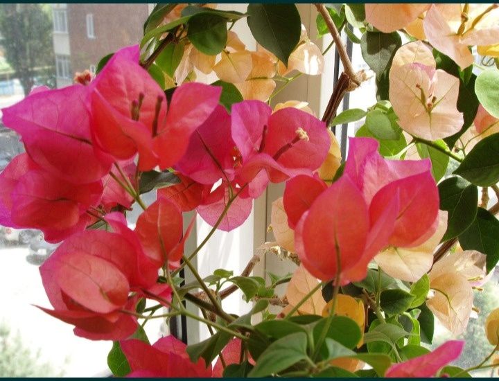 Бугенвиллея молодое растение