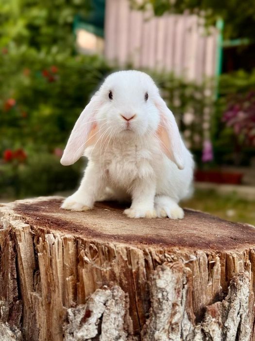 Quyon Кролик Декоративные Кролики карлик баран