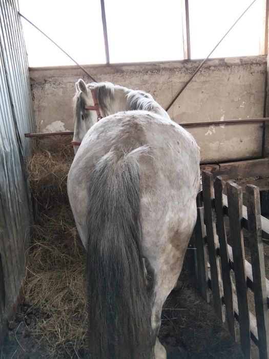 Продам лошадь айгыр