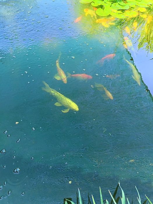 Vând crapi koi mărime 25	~50 cm