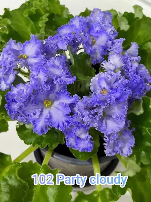 Фиалки   сортовые