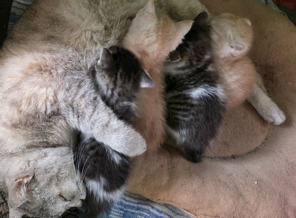 Отдам милых котят крысоловки