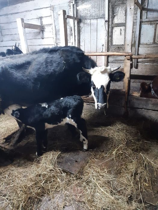 Корова с теленком