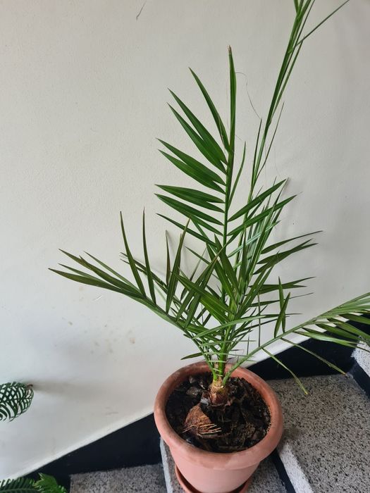 Продавам 1 голяма и 1 малка палма-200лв.