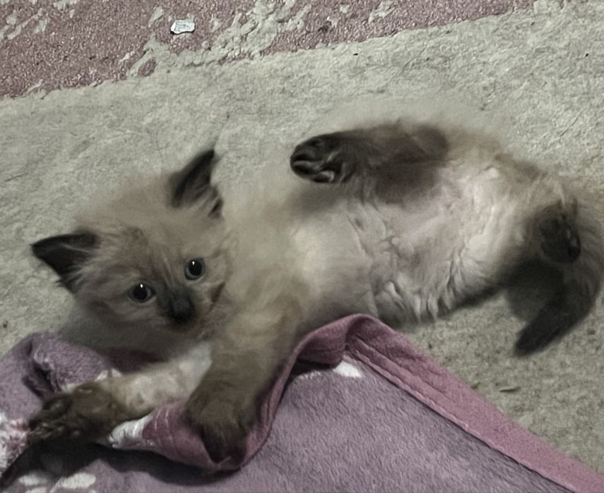Котенок Рэгдолл ШЫМКЕНТ