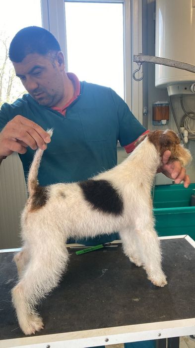 Vand fox terrier sarmos