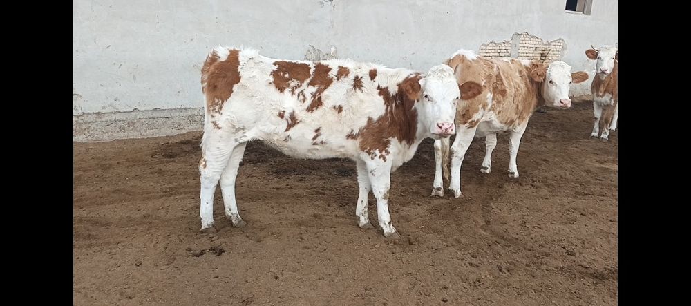 сментал ғуножин тозасидан