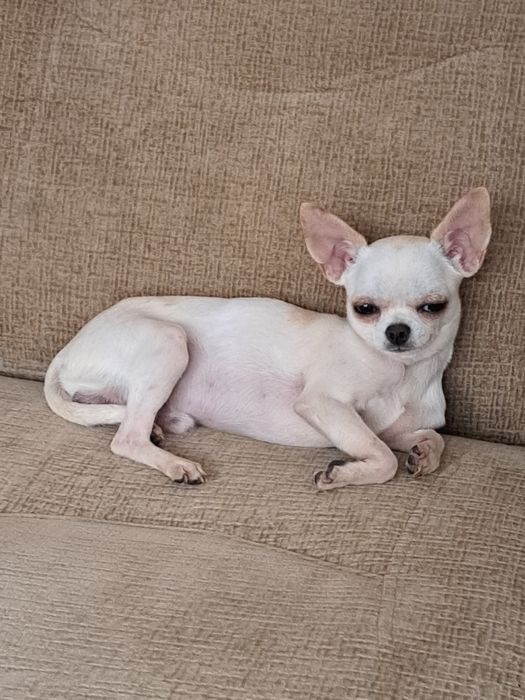 Вязка мини Чихуахуа