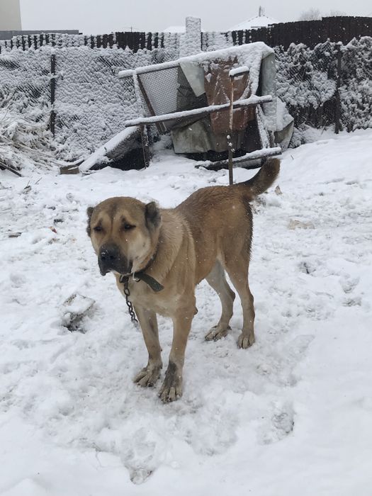 продам алабая