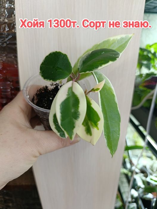 Традисканция и до растения кжби