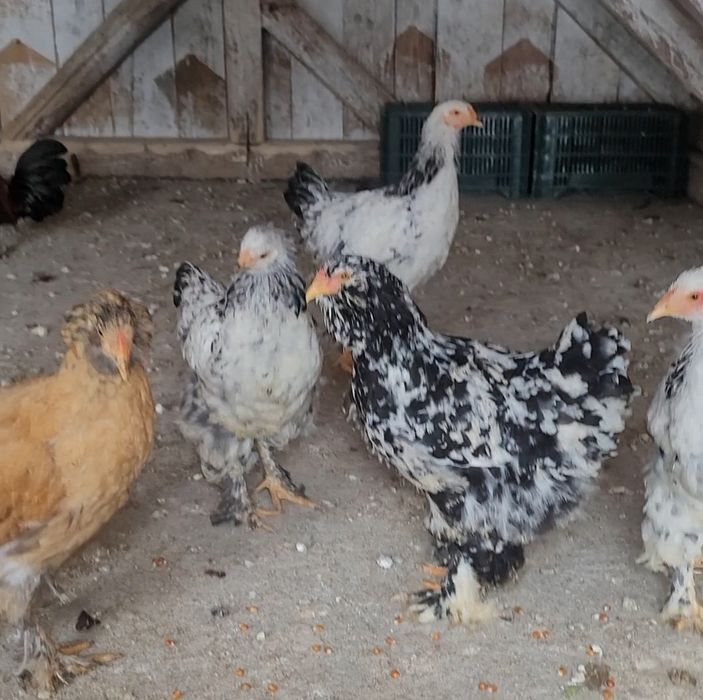 vand 4 puici si un cocos tinere