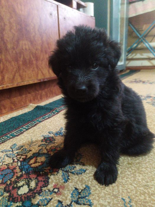 Немецкая овчарка щенок чёрного окраса. ДШ
