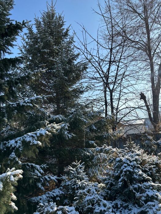 Ёлки на продажу ………………………….