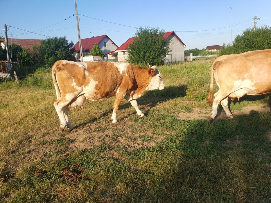 Vand 2 vaci baltate