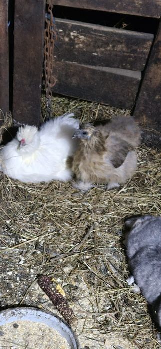 Cocoș Brahma Potarnichiu, Australorp,  Vorverk