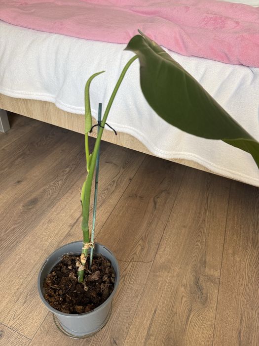 Monstera Deliciosa