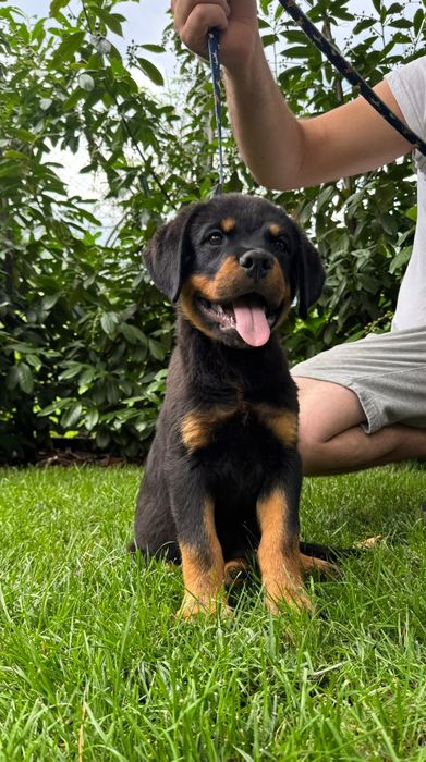 Pui rottweiler talie mare
