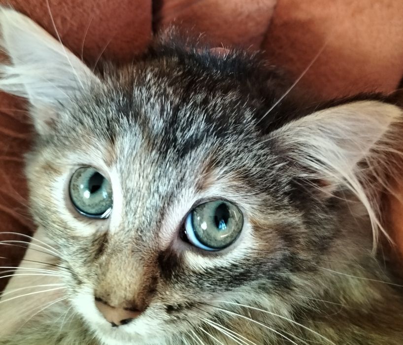 Отдам котенка в добрые руки