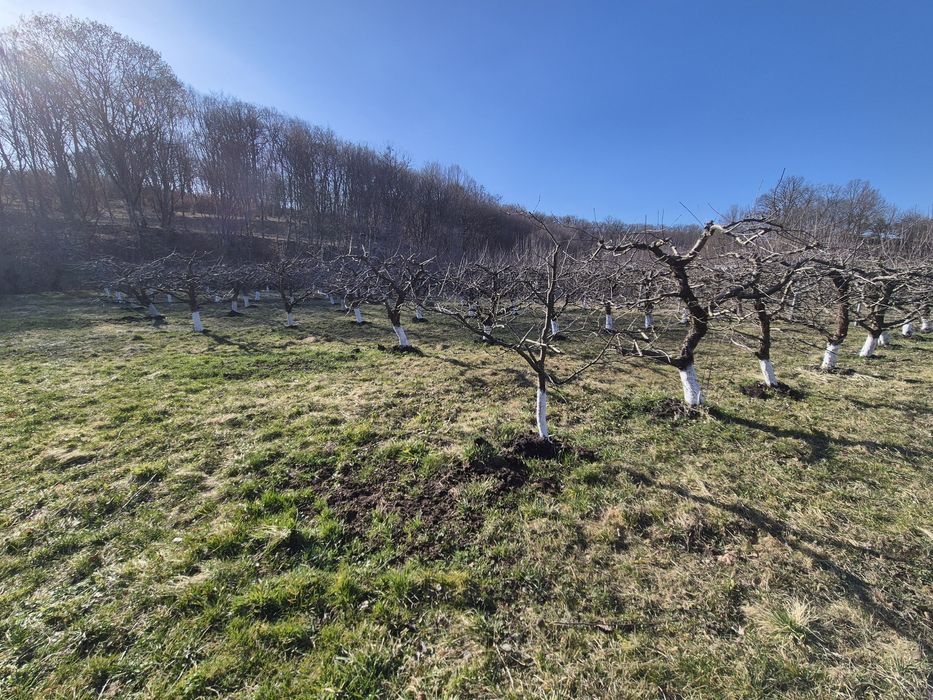 Teren extravilan (inclus in PUG 2026) aproape de Bistriţa