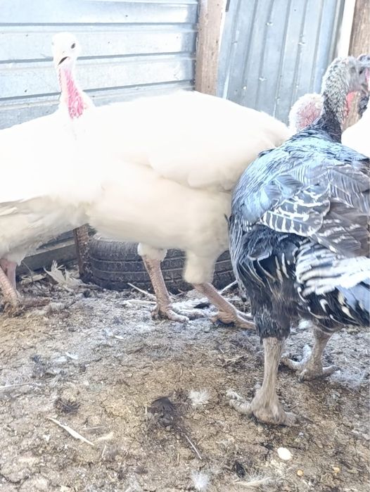Продам индюки ,,,