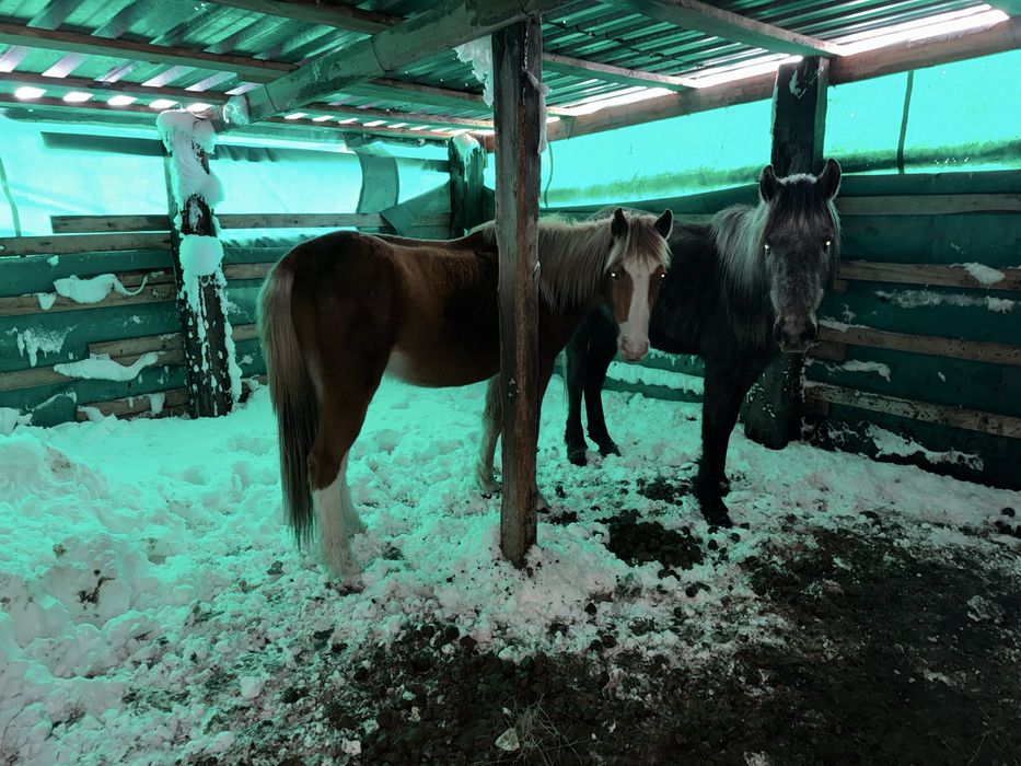 Екі байтал сатамын