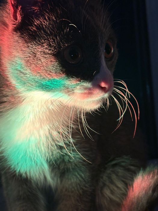 Отдаем котика в добрые руки