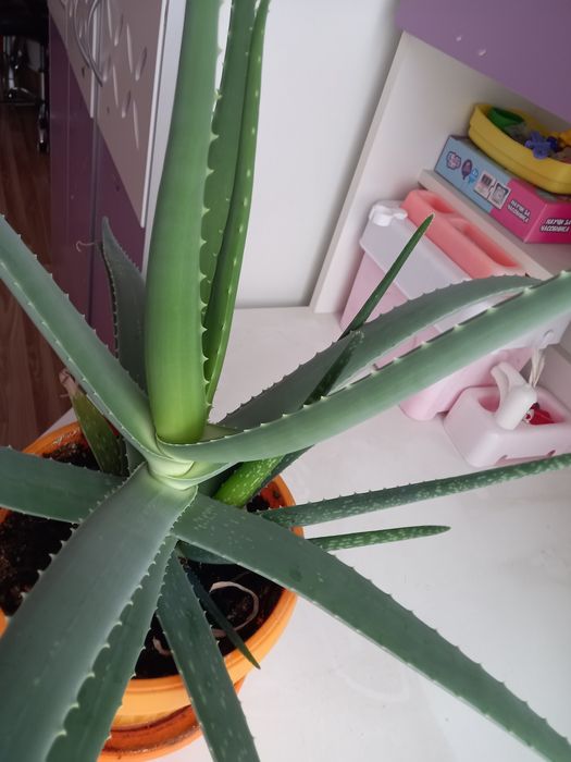 Алое в саксия различни размери