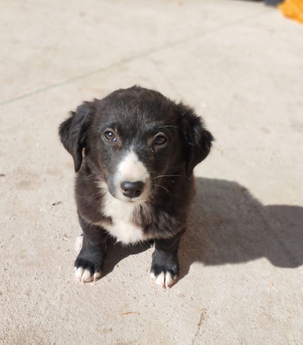 Отдам щенков в хорошие руки