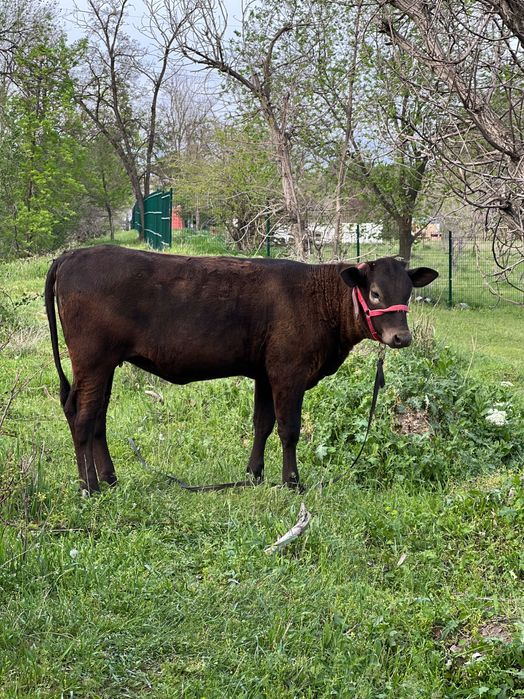 Jaydari baquvat ona- bola mol