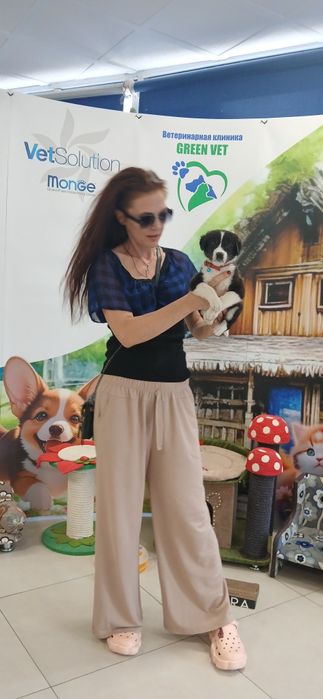 Продаётся щенок помесь, метис