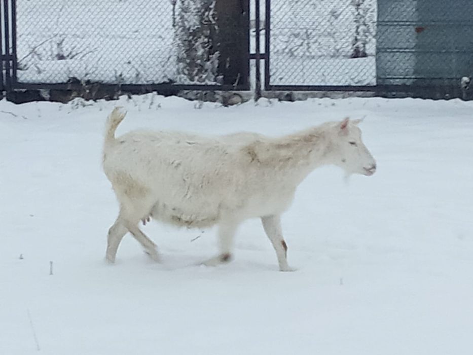 8 бас токты кошкар