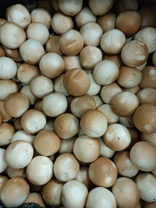 Құрт Курт от 1500тг