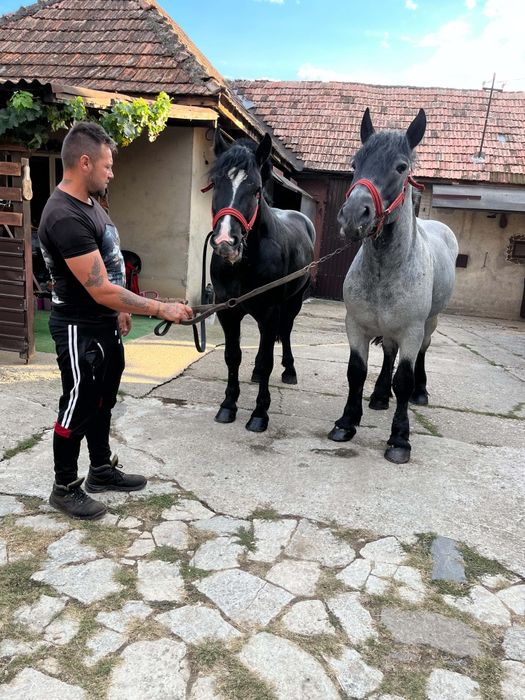 Schimb manji cu iapa sau armasar