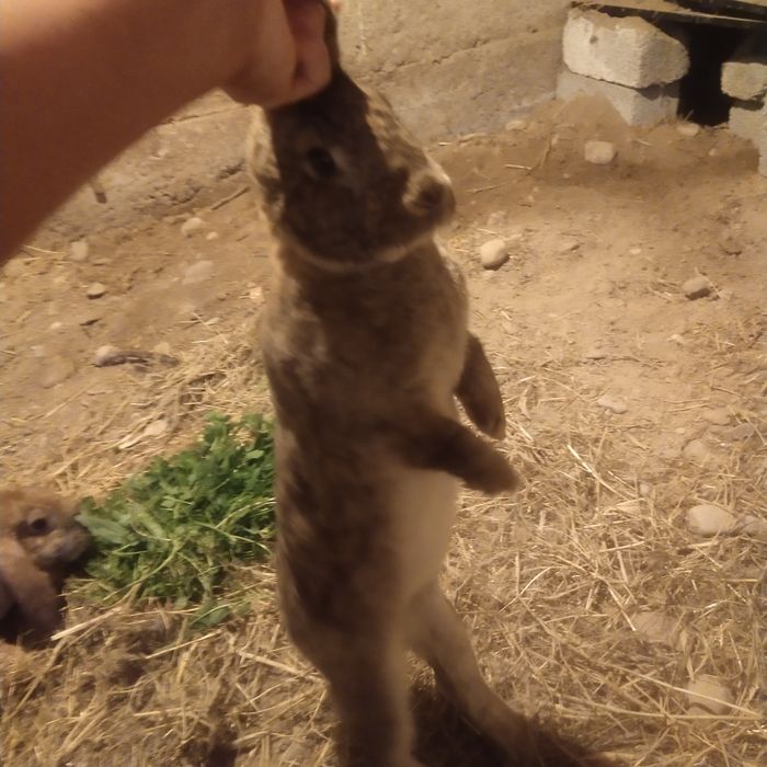 Кара еркек коныр ургашы