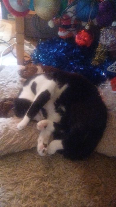 Donez Motan,răspunde la numele Blackie