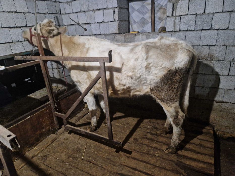 Токал сиыр сатылады