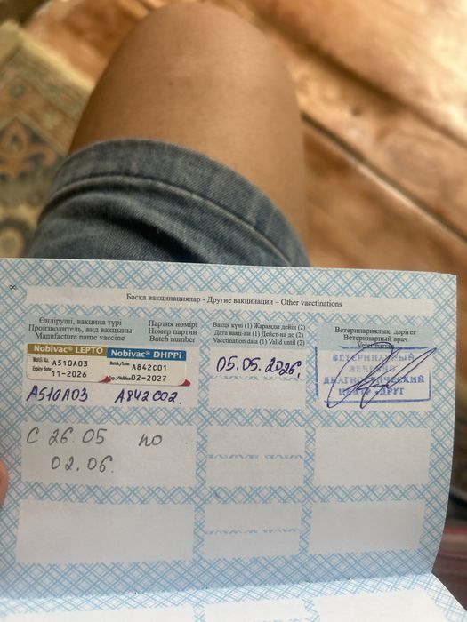 Чёрная немецкая овчарка