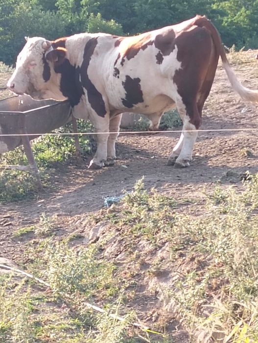 Taur de vânzare Bălțată Românească