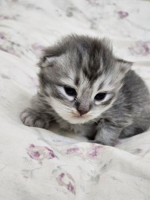 Продаются вислоухие котята скотиш фолд и страйт